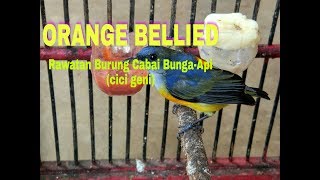 Rawatan Burung Cabai Bunga-Api (cici geni gunung)