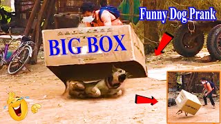 New Prank Technique! Super Big Box Prank Sleep Dog Very Funny Laughing