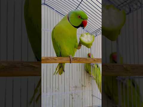 شاهد كيف يأكل ببغاء الدرة         