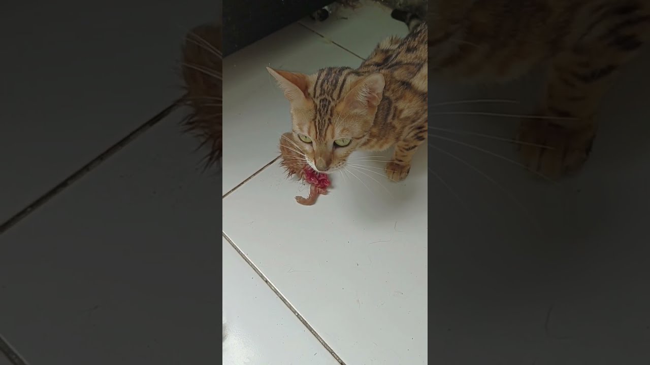 Seram induk kucing ini memakan anaknya yang sudah mati emak mau ambil juga ga tegaan  kucing