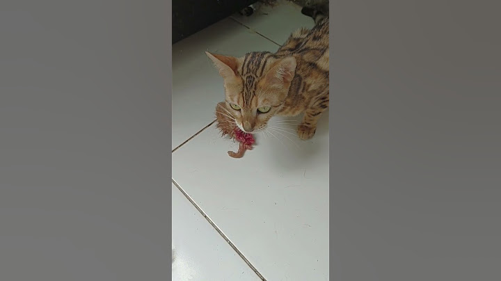 seram!!! induk kucing ini memakan anaknya yang sudah mati. emak mau ambil juga ga tegaan #kucing