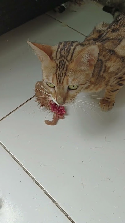 seram!!! induk kucing ini memakan anaknya yang sudah mati. emak mau ambil juga ga tegaan #kucing