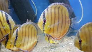 Symphysodon tarzoo "Tefe Green Red Spotted Discus" WILD