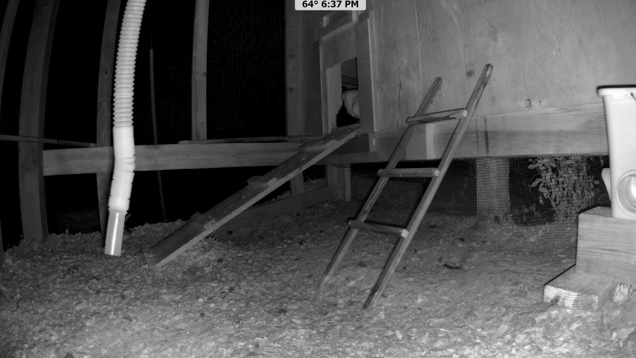 Monday in the Silkies Chicken Coop -  All Day LIVE!