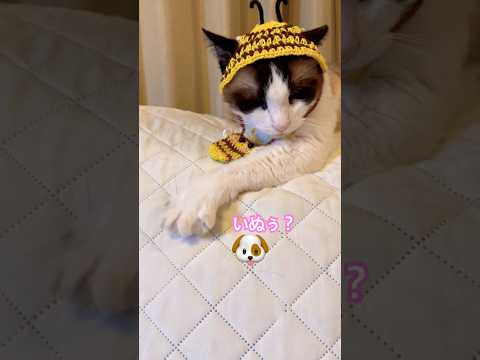 究極の質問をする猫の動揺 #shorts #cat