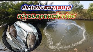 รวมปลาหลากหลาย🐟หว่านแหคลองน้ำกร่อยข้างถนน #แหเอ็น #ทอดแห #ปลานวนจันทร์