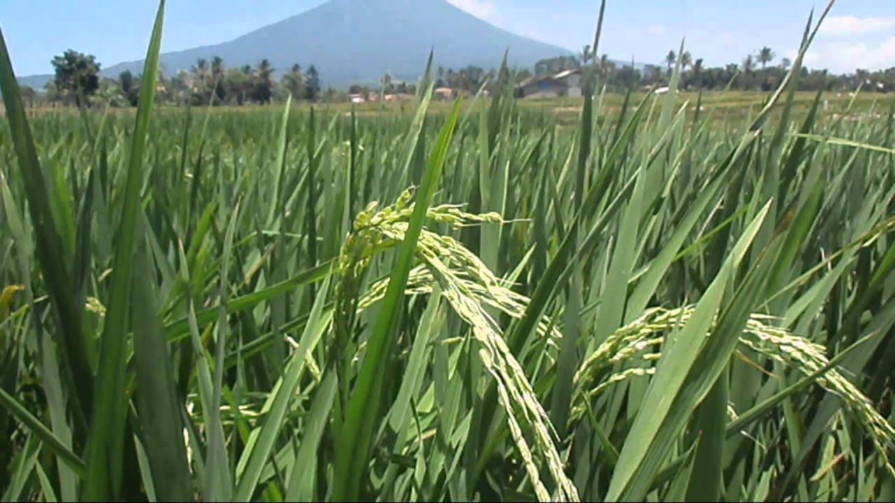 Padi Pandan Wangi Cianjur YouTube