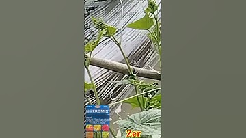 Bộ đôi đặc trị khảm lá xoăn ngọn trên cây dưa leo.Zalo.0357.608.168.Ks.Dư Nông Dân