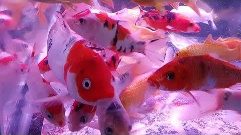 Goldfish | Bán cá Chép Koi F1 | Trại Cá Kiểng Diamond Da #LOWI
