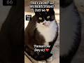 They Didn’t Go Hungry Today 🐾| Day 66 ❤️ Feeding Street Cats daily #shorts #cat  #cats  #fyp #reels