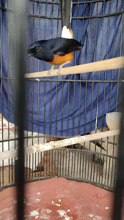Rp. 2.5 ready to set up the competition #kicaumania #muraibatu #muraijantan #muraisound #birds