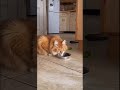 Audio || Trò đùa cá tháng tư #cat #pets