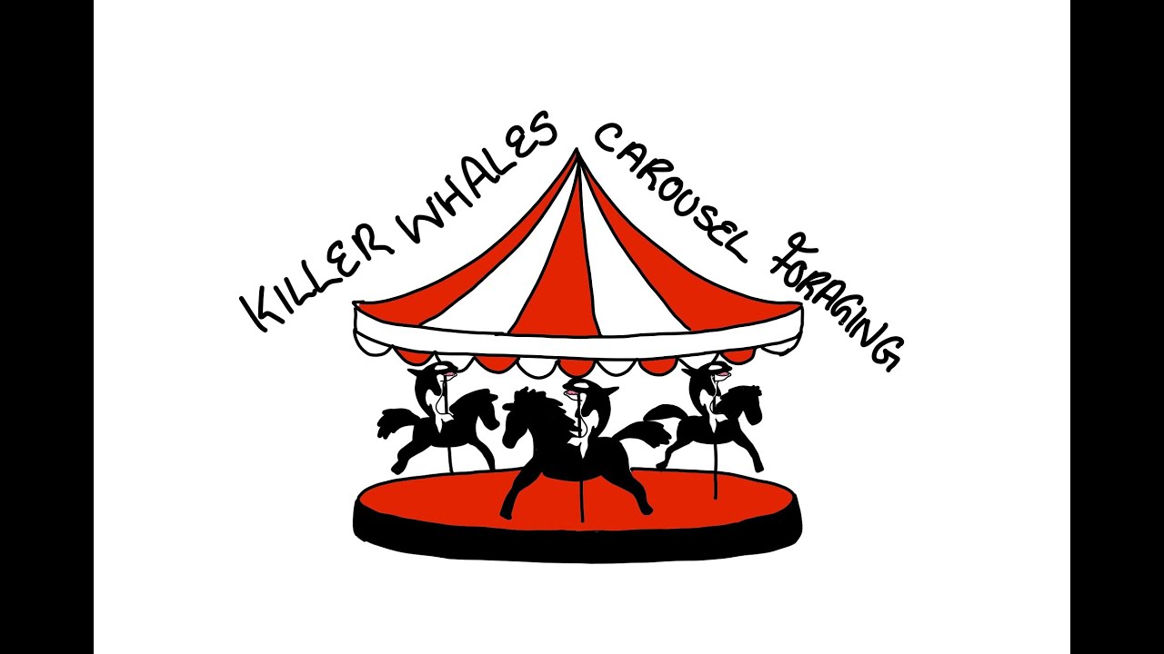 Around the carousel: The foraging of herring-eating killer whales ...