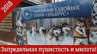 Трейлер: Питомник ездовых собак Эльбрус Трейлер: Питомник ездовых собак Эльбрус