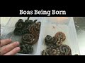 Boas Being Born!  Have you ever seen this?