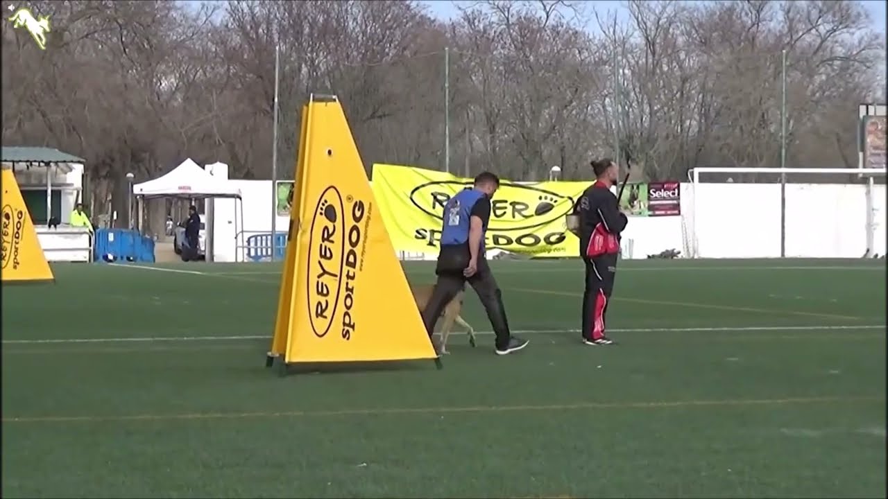 AhzârüSS Ferro - Malinois - Protection IGP Central Regional Championship Spain