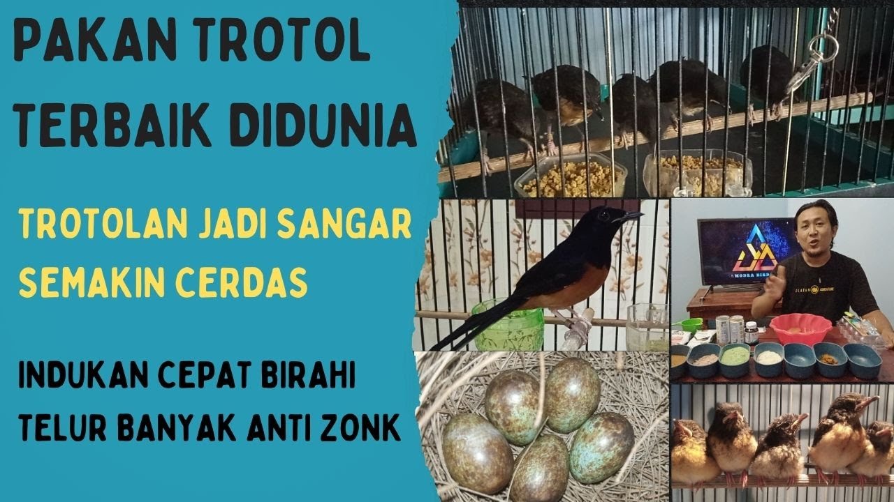 PAKAN LOLOH TROTOL TERBAIK!!!BIKIN ANAKAN MURAI MAKIN JAHAT DAN SANGAR