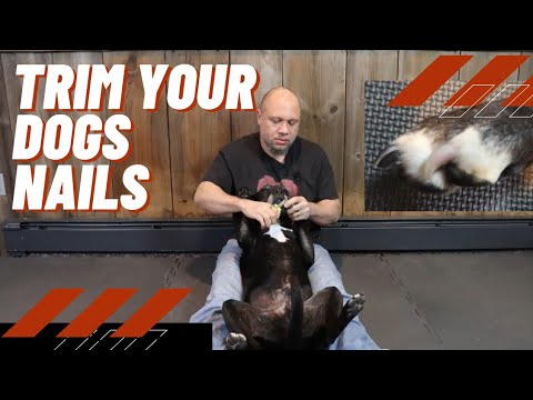 🐾 Struggling to trim your own... - Scampers Dog Grooming | Facebook