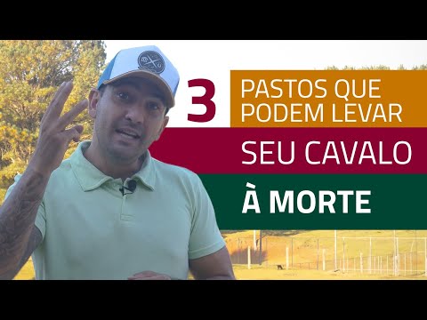 Vídeo: Os cavalos comerão silagem?