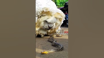 can macanan singo raung vs ular piton sangat besar