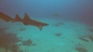 Ray Of Hope Wreck. Nassau Bahamas by Jim Ryan 446 views 4 years ago 14 minutes, 50 seconds