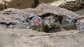 Pytilia Bathing Kruger National Park