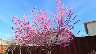 Early Pink Flowering Peach Tree - Lunar New Year 2024 (Prunus Persica)