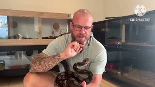 Motley het albino reticulated Python ready to breed this season @northcoastconstrictors