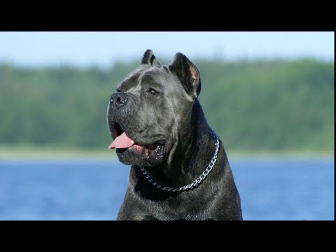 Wideo: Pies Rasy Cane Corso Hipoalergiczny, Zdrowy I Długowieczny