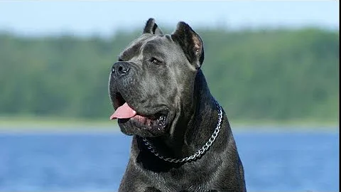 CANE CORSO TOP 5 CO MUSISZ WIEDZIEĆ