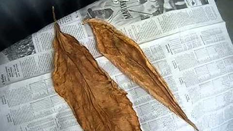 Tobacco color cure FINISHED, Part 6.2; "How to Grow Tobacco" series
