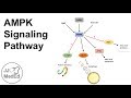 AMPK Signaling Pathway: Regulation and Downstream Effects