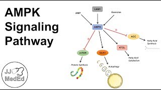 AMPK Signaling Pathway: Regulation and Downstream Effects