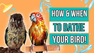 How and when to shower your bird