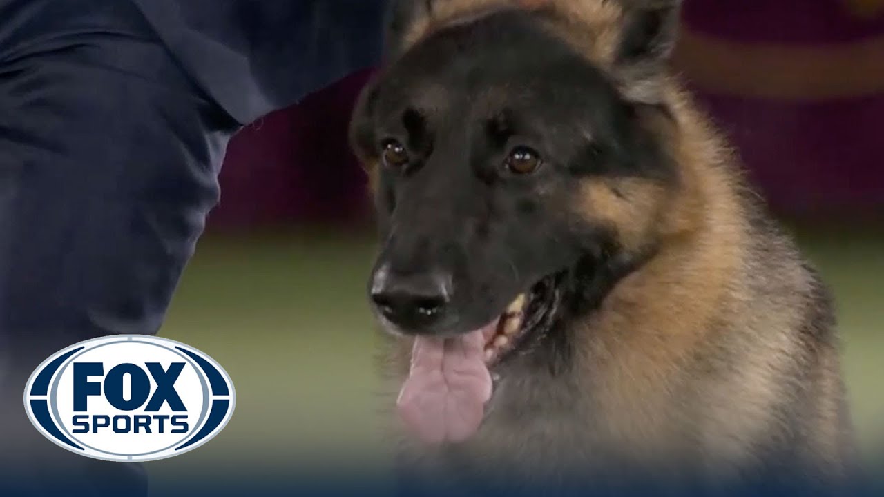 River the German Shepherd wins the Herding Group | Westminster ...