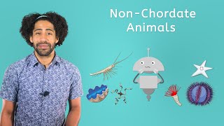 Non-Chordate Animals - Life Science for Kids!