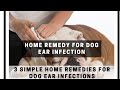 Home remedy for dog ear infection | 3 Simple Home Remedies For Dog Ear Infections