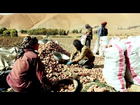 کچالوی بی سابقه در تاریخ لعل و سرجنگل رقابت سالم همراه بامیان ماشالله هزاران برکت به خرمن این مردم