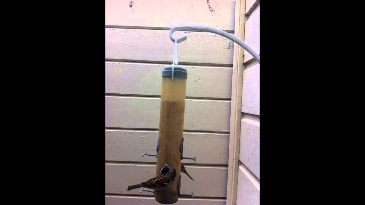 Mission District San Francisco Bird feeder cam, January 2016. 12 Hours