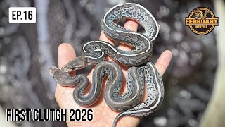 February Reptile | EP.16 February Reptile Frist Clutch 2026 #FebruaryReptile #FR