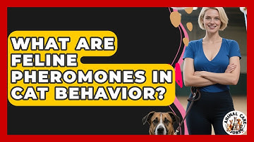 What Are Feline Pheromones In Cat Behavior? - Animal Care Jobs