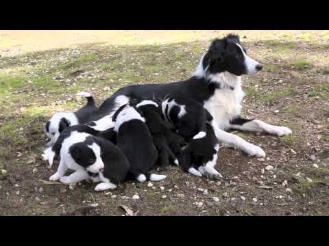 border collie puppy black and white