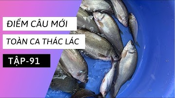 Tập 91 - Câu cá rô đồng dính cá thác lác, rô mề, thấy mê | TMQT
