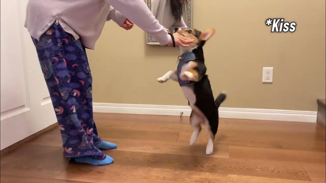 3 month old puppy skills YouTube