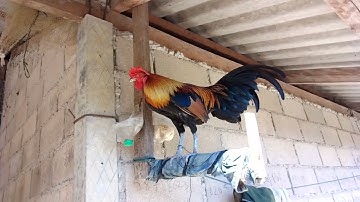 ໄກ່ຕໍ່ເດີ້ qaib dib zoo nraug thiab qua los zoo kawg li nawb