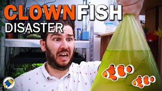 Adding ClownFish to Budget Nano Reef Tank | Reef Tank Fish For Beginners - MR BRIGHTFRYED screenshot 2