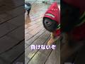 雨でも散歩派ポメラニアン#short #ポメラニアン #pomeranian #いぬ #cute #ブラタンポメ