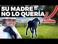 Ovejito Recién Nacido Se Re-Encuentra Con Su Madre - La Madre Oveja No lo Quería