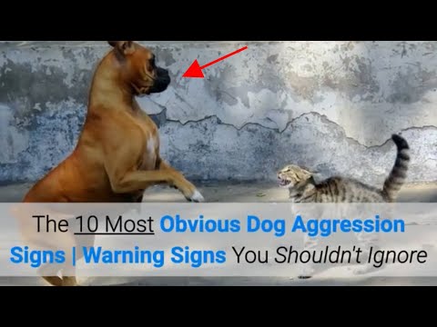 วีดีโอ: 10 ความกลัวที่พบบ่อยที่สุดและ Phobias ในสุนัข