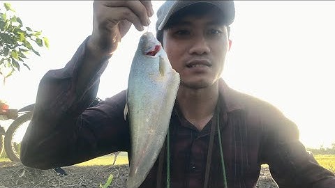 Câu CÁ RÔ ĐỒNG và CÁ THÁC LÁC cá ăn liên tục giật Cá sướng tay luôn @Caucalongan62